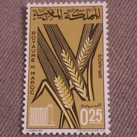 Марокко. Пшеница