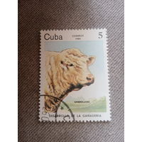 Куба 1984. Породы коров