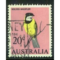 Австралия 1966 Mi# 370 Австралийский золотой свистун . Гашеная (AU09) н/с