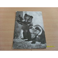 Зоологический сад   фото : Ерих Тылинск  "Молодые бурые медведи"