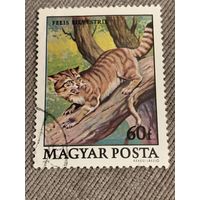 Венгрия 1979. Дикие кошки. Felis silvestris. Марка из серии