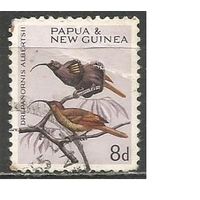 Папуа Новая Гвинея. Птицы. Желтохвостая райская птица. 1964г. Mi#66.