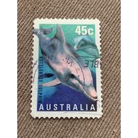 Австралия 1998. Дельфины