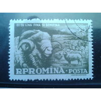 Румыния 1959 Овцеводство