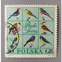 Птицы, 1966, Польша