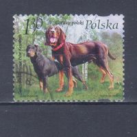 [1801] Польша 2006. Фауна.Собаки.Гончие. Гашеная марка.