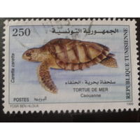 Тунис 1999 черепаха
