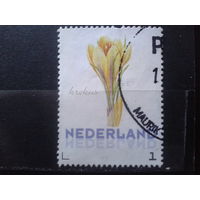 Нидерланды 2013 Моя марка, цветок