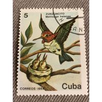 Куба 1984. Птицы. Zunzuncito. Марка из серии
