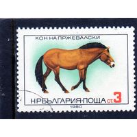 Болгария.Ми-2952.Лошадь Пржевальского (Equus ferus przewalskii).1980.
