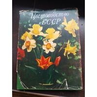 Кудрявцева В. М. Цветоводство в БССР. 1981 г.