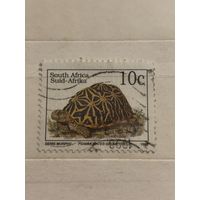 Восточная Африка 1993. Черепаха