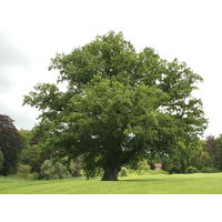 Дуб Черешчатый (Английский ) Quercus robur Саженцы ЗКС по 30 см
