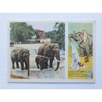 Степанцев слоны 1955  10х15 см