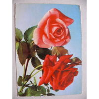 Открытка ГДР, Цветы (2), 1965, чистая (роза).
