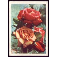 1965 год А.Ананьина Чайно-гибридная роза