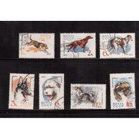 СССР-1965, (Заг.3073-),  гаш., 7 марок, Собаки