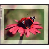 Австрия Бабочка на цветке