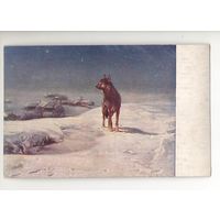 Старинная открытка "Волк" Ковальский