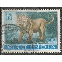 Индия. Индийский лев. 1963г. Mi#362.